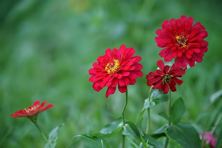 百日菊 百日菊种子 四季草花