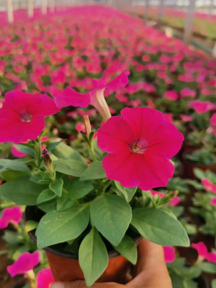 牵牛花价格 矮牵牛种子