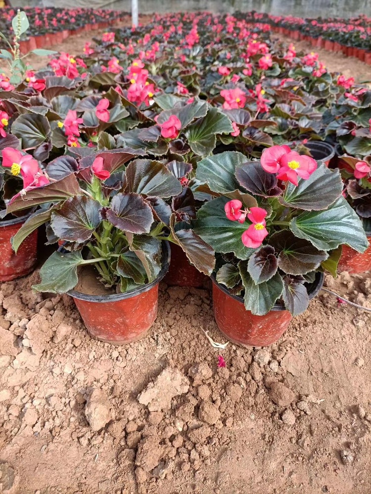 四季秋海棠 顺和花卉 玻璃海棠