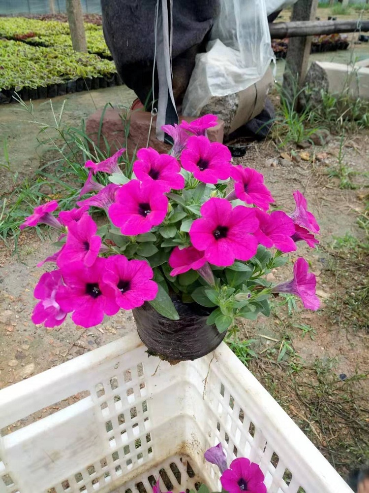 垂吊牵牛 牵牛花价格