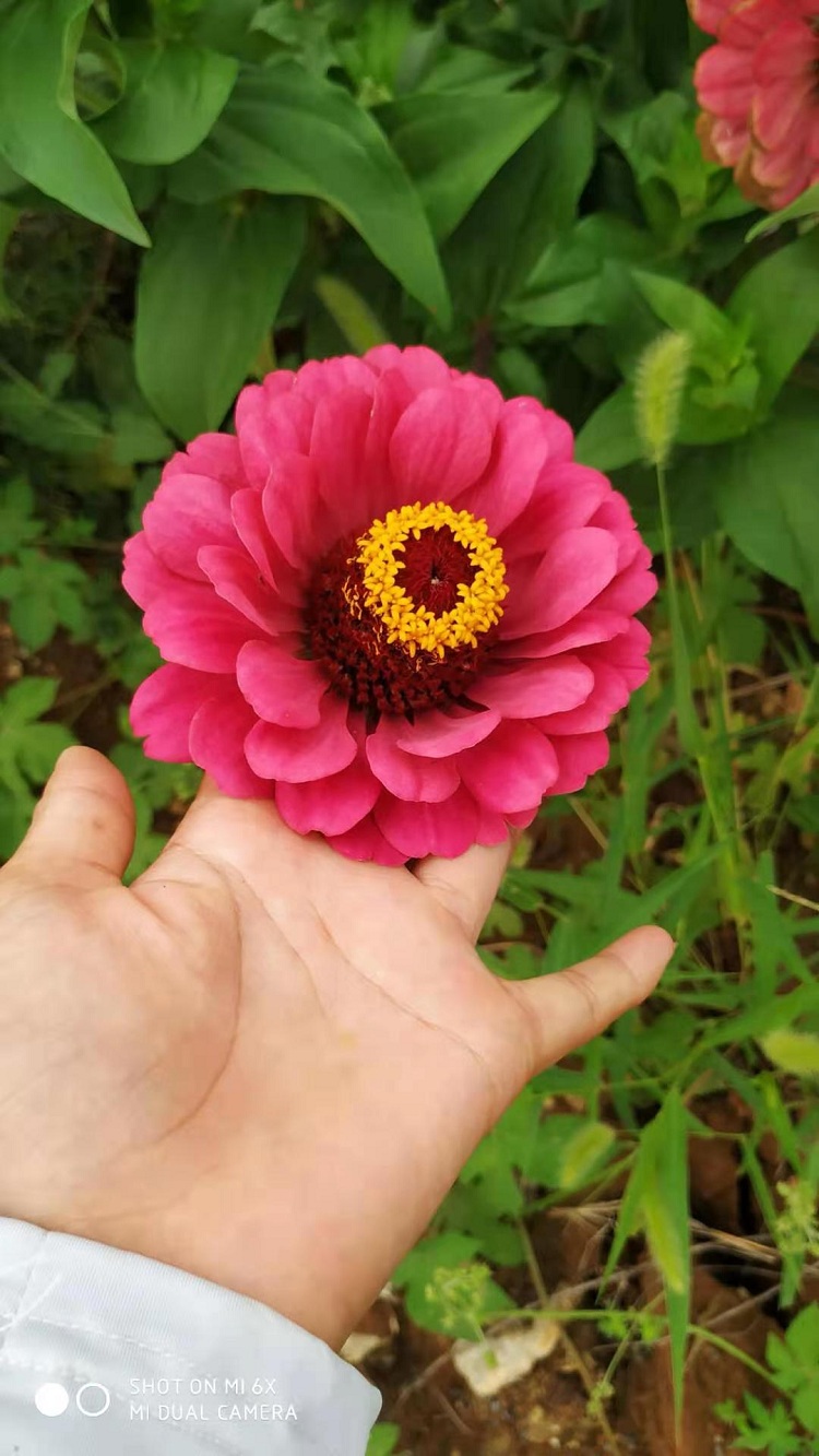百日菊