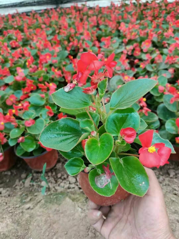 四季秋海棠价格
