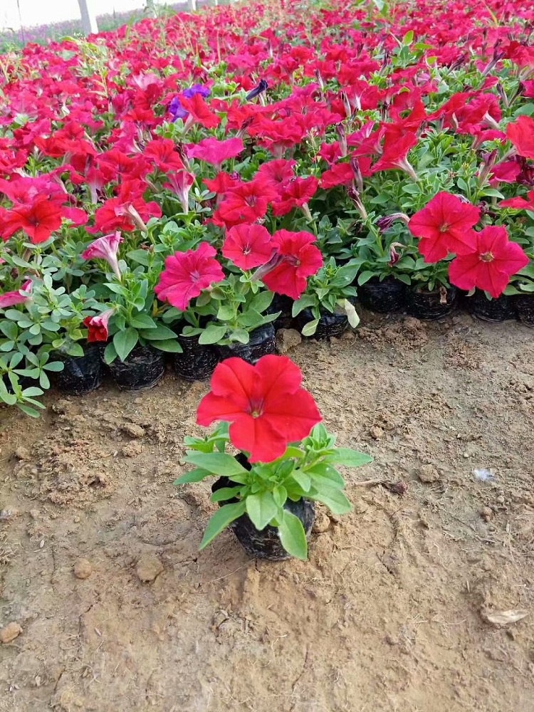矮牵牛花 双色盆矮牵牛