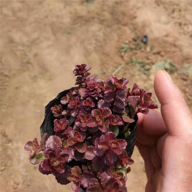 红叶景天批发 宿根地被种植基地