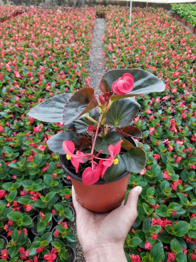 玻璃翠 宿根草花价格 顺和花卉