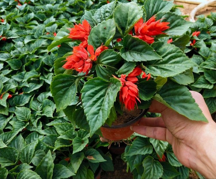 一串红价格 一串红种子批发 节日用草花