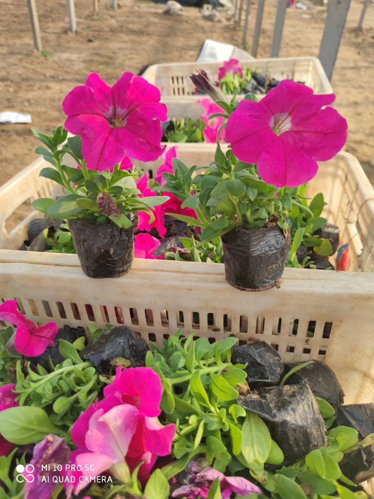 红色矮牵牛 牵牛花批发 顺和花卉