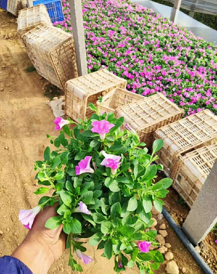 双色盆垂吊牵牛 组摆用垂吊矮牵牛