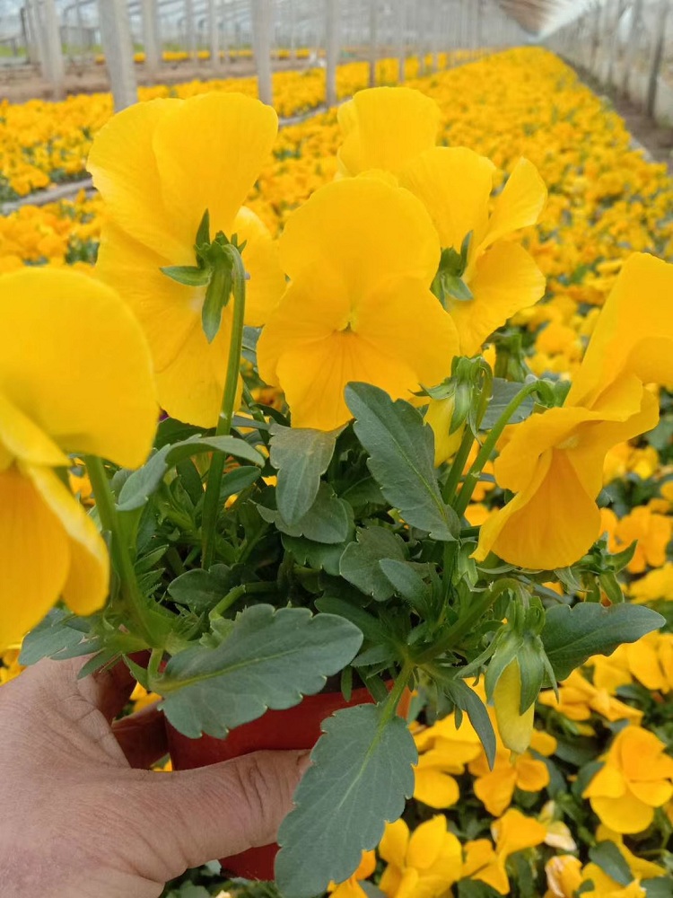 时令草花批发 大盆三色堇