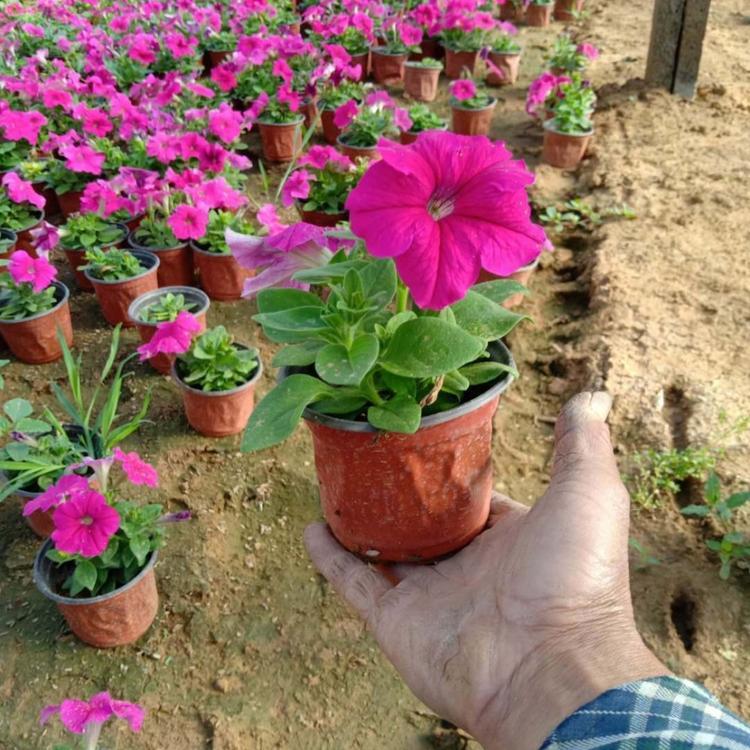 矮牵牛 牵牛花价格