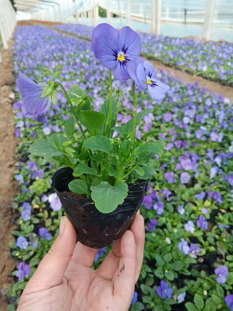 时令草花 三色堇