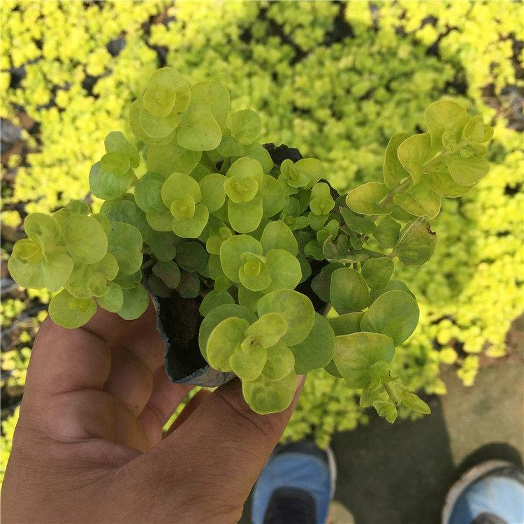 多芽金叶过路黄 过路黄杯苗
