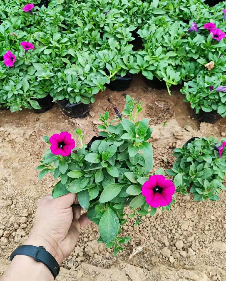 牵牛花 顺和花卉 垂吊矮牵牛