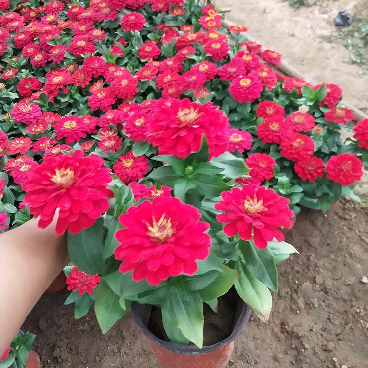 百日草 顺和花卉 时令花卉百日草