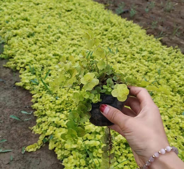 营养钵金叶过路黄 过路黄 宿根草花