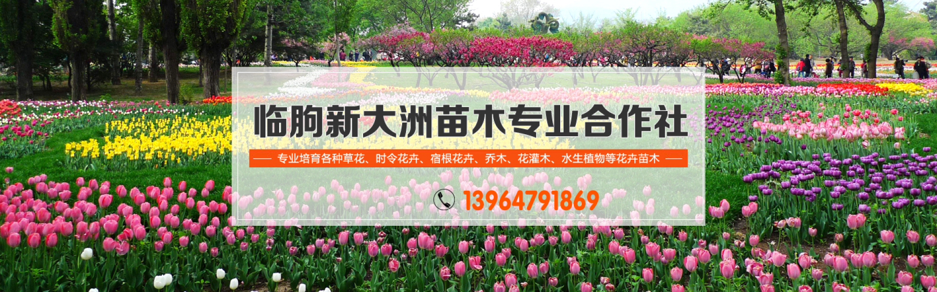 临朐新大洲苗木专业合作社 主营产品