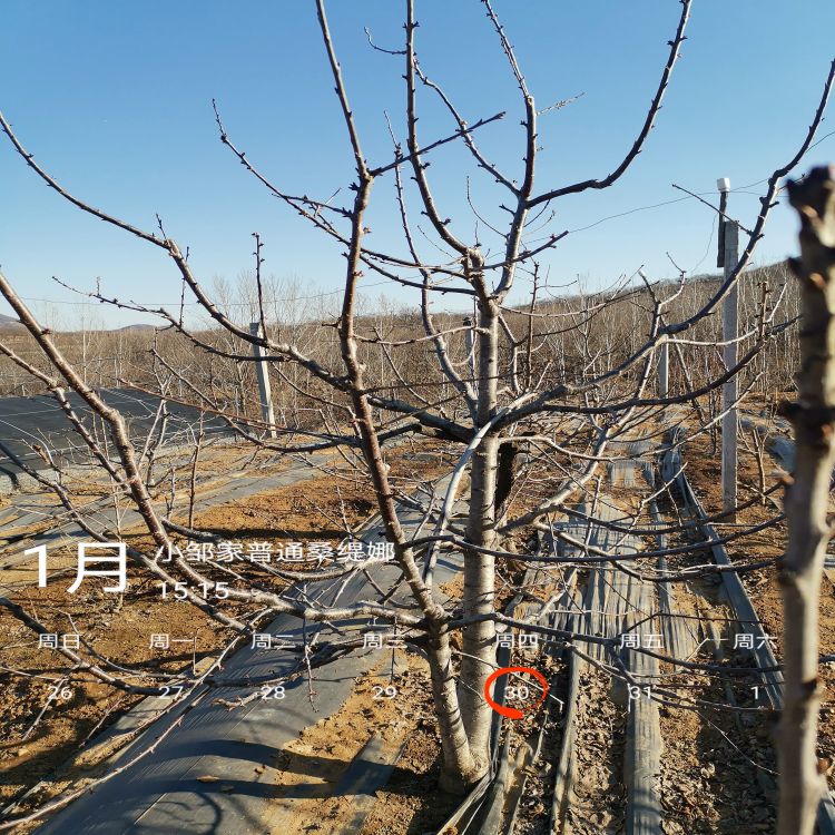 黑珍珠樱桃苗种植与管理羽腾樱桃苗圃