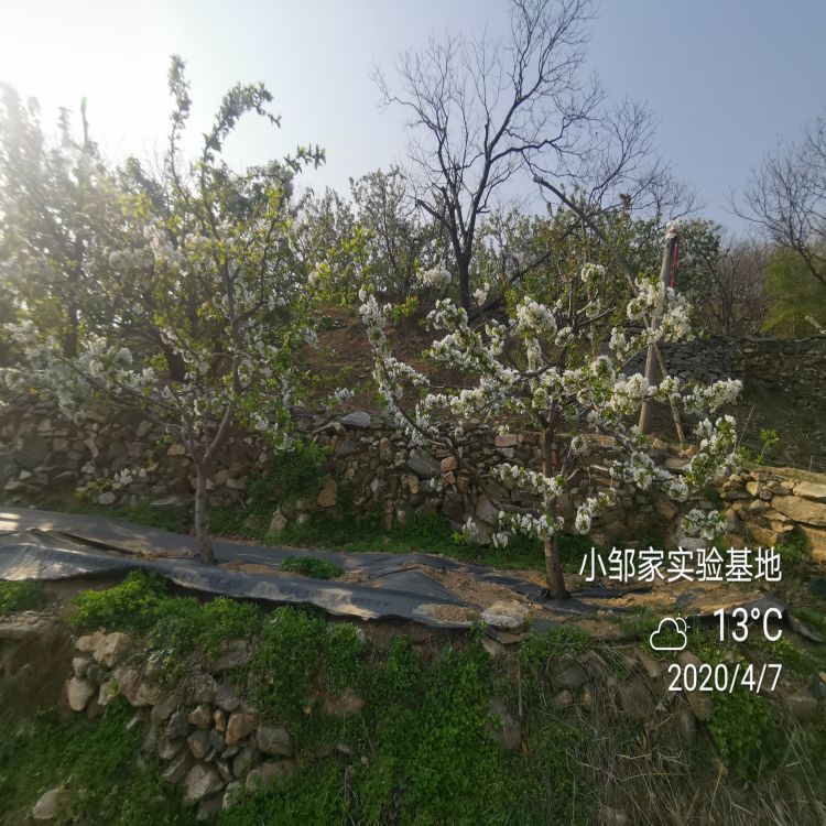 新月樱桃树苗价格樱桃苗新品种