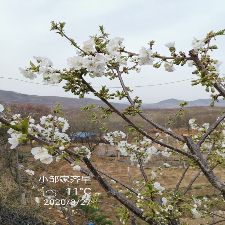 福星樱桃树苗多少钱一株羽腾樱桃苗种植基地
