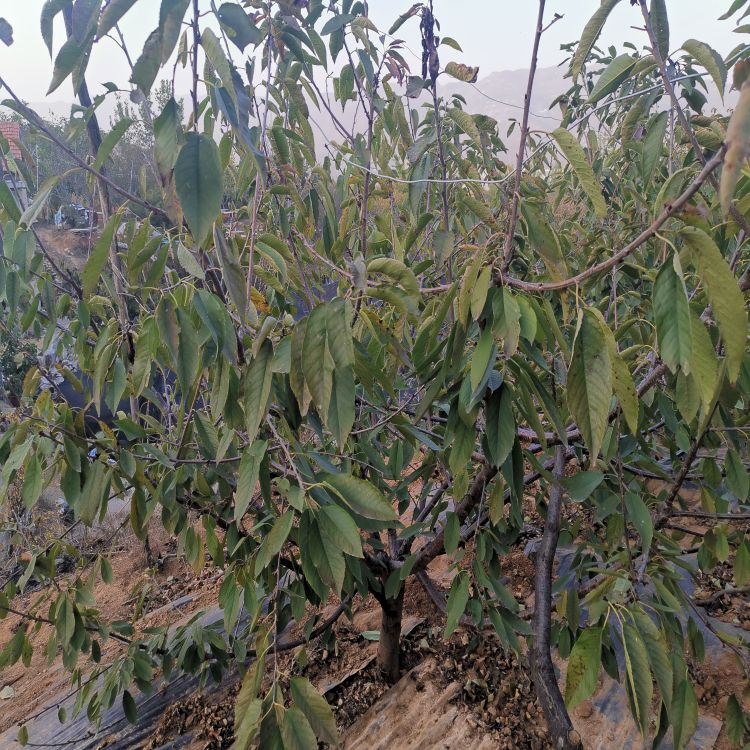 黑珍珠樱桃树苗多少钱羽腾樱桃苗圃