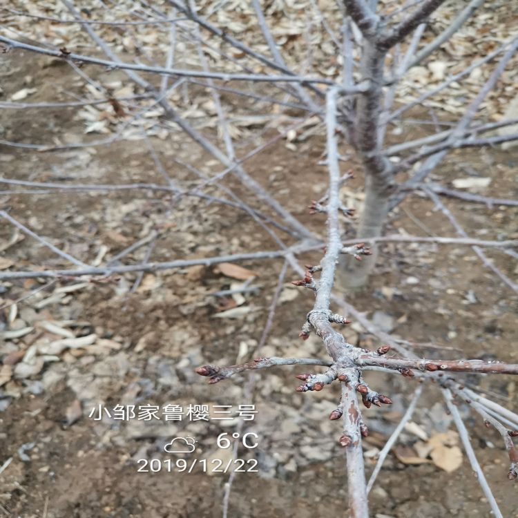 新月樱桃苗哪里有卖羽腾樱桃苗厂家