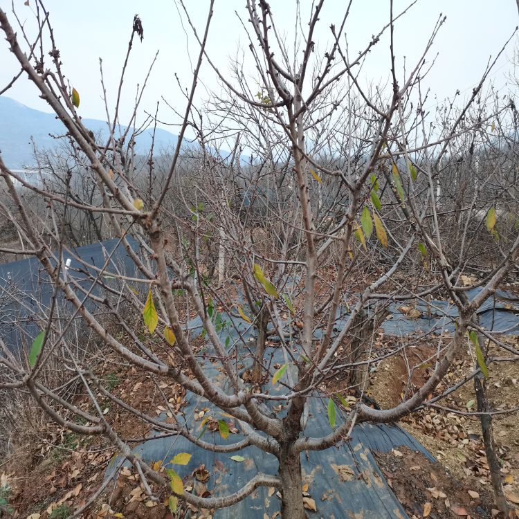 萨米脱樱桃苗种植时间羽腾樱桃苗厂家