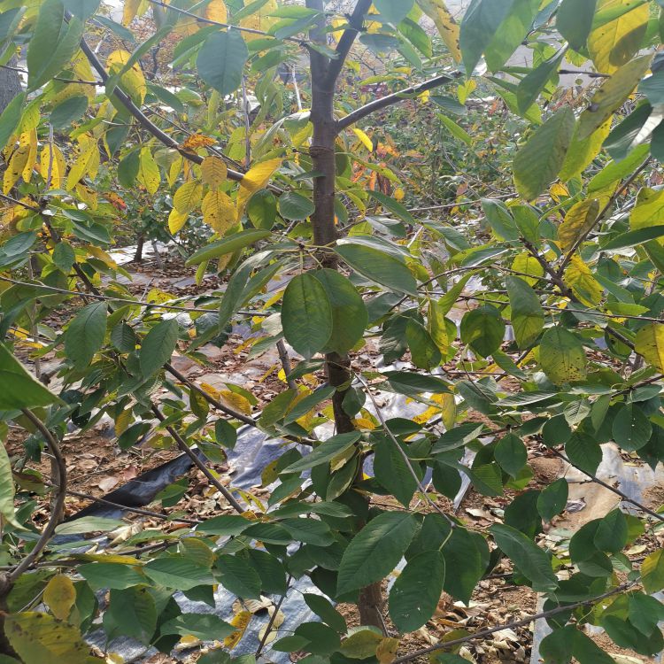 俄罗斯8号樱桃树苗批发羽腾樱桃苗种植基地