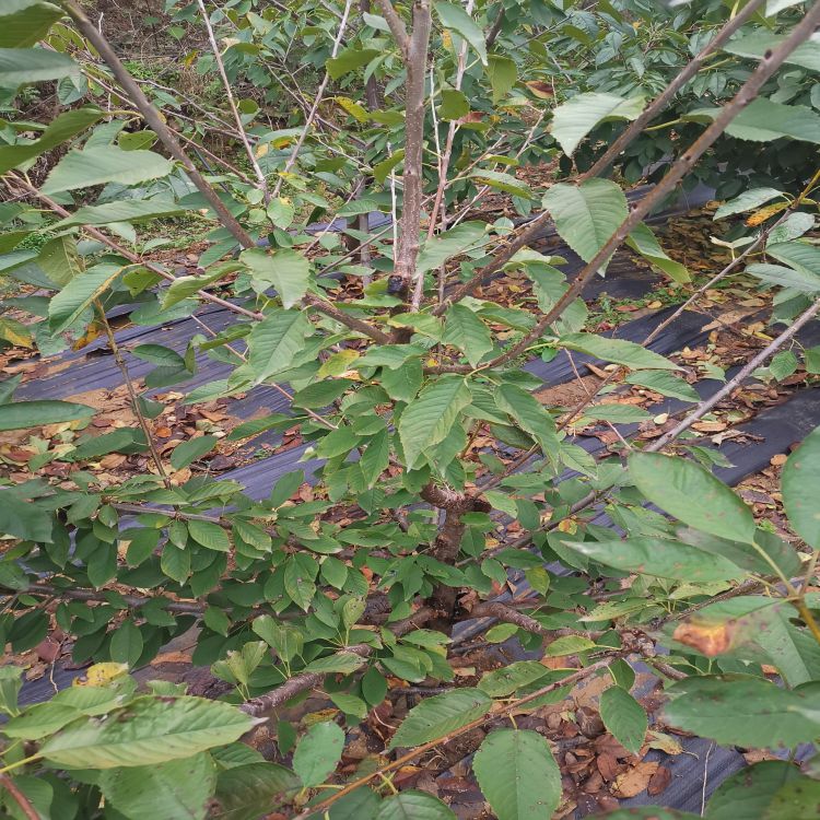 布鲁克斯樱桃苗长什么样羽腾樱桃苗圃