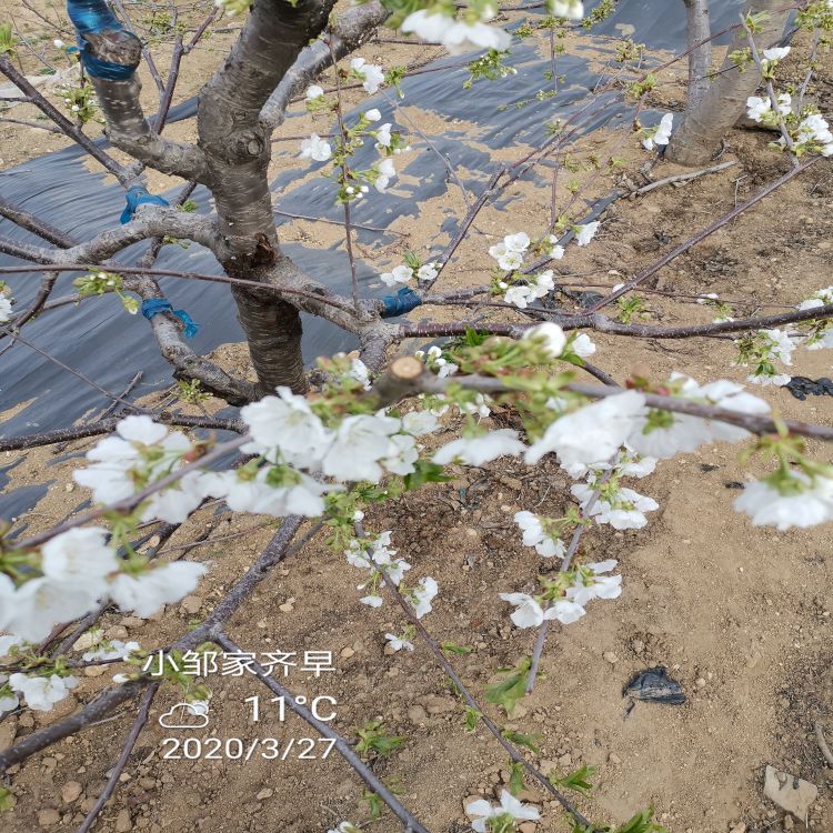奇早大樱桃树苗樱桃苗圃羽腾樱桃苗种植基地