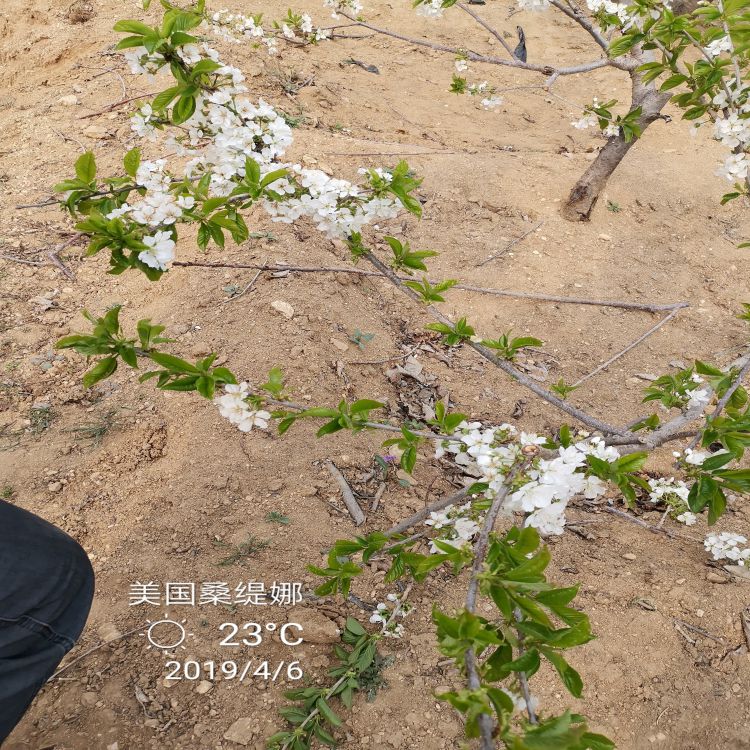 布鲁克斯樱桃树苗种植基地羽腾樱桃苗种植基地