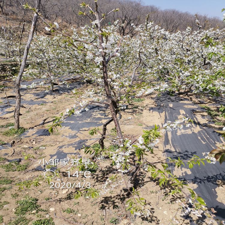 吉塞拉大樱桃树苗种植基地早熟新品种