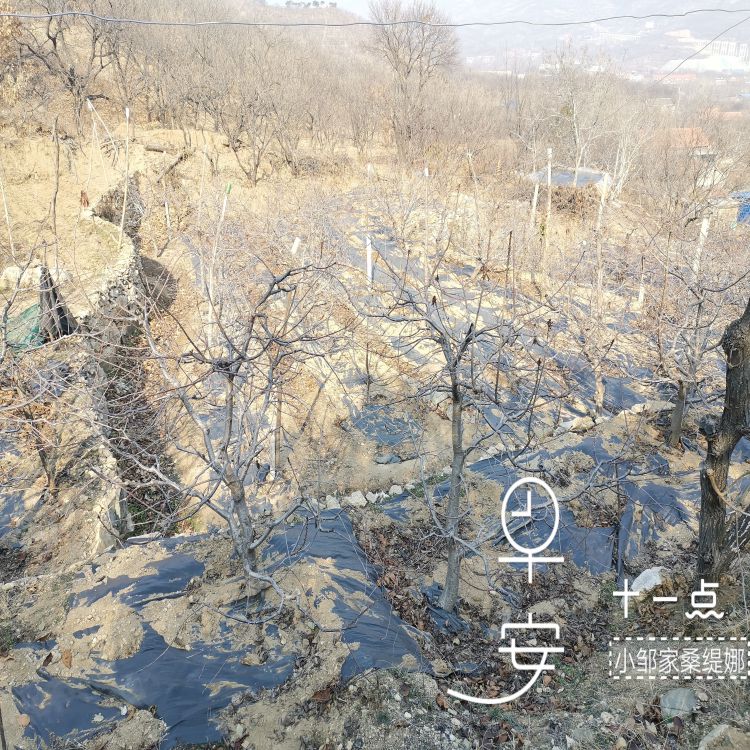 桑提娜樱桃苗什么时候移栽羽腾樱桃苗种植基地