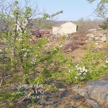 白玉樱桃苗价格早熟新品种