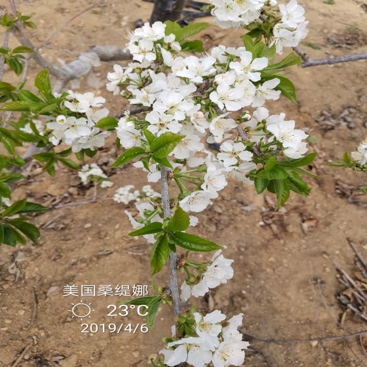 先锋大樱桃苗哪里有卖早熟新品种