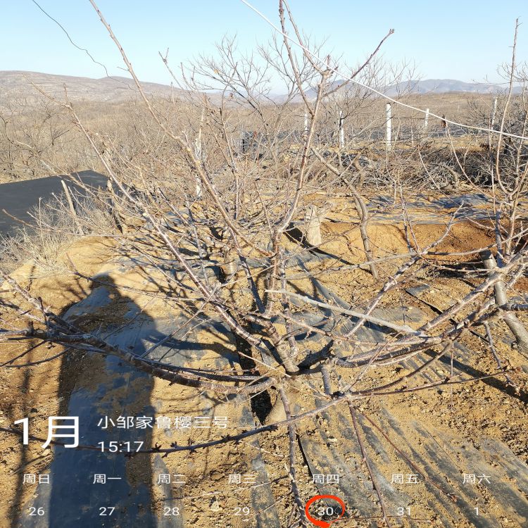 萨米脱大樱桃树苗修剪方法樱桃苗新品种