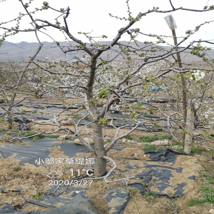 福星大樱桃树苗种植方法羽腾樱桃苗厂家