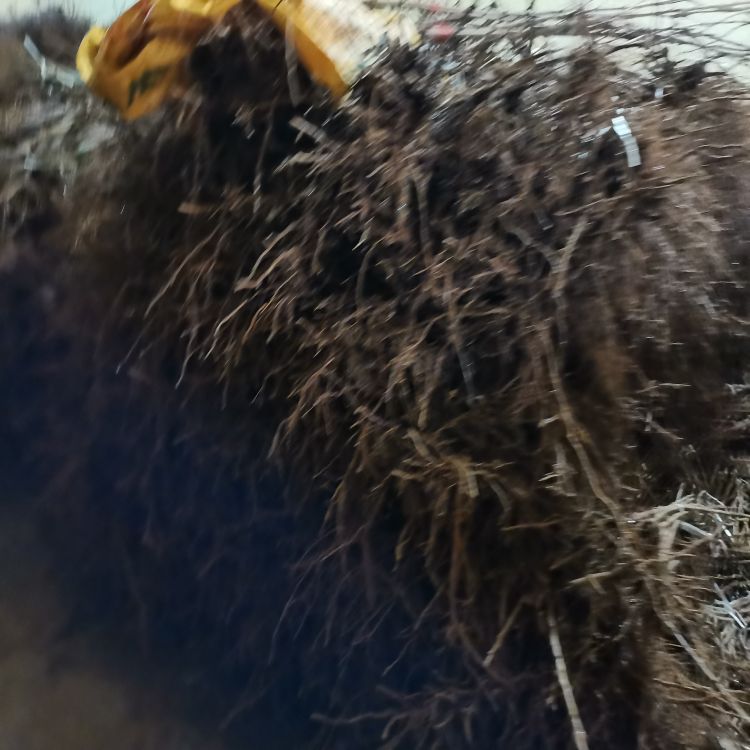 齐早樱桃苗樱桃苗圃羽腾樱桃苗种植基地