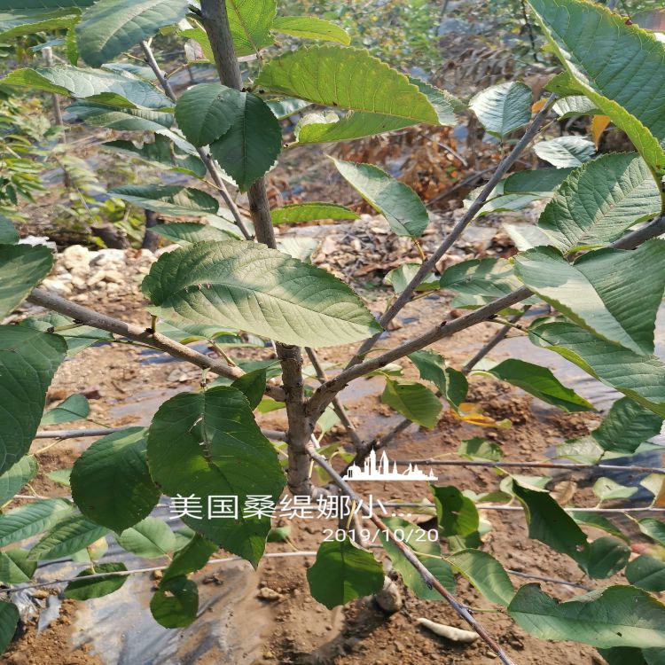 雷吉娜大樱桃树苗如何培育羽腾樱桃苗厂家
