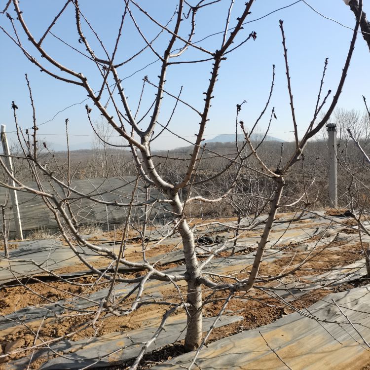 黑珍珠车厘子樱桃苗圃羽腾樱桃苗种植基地