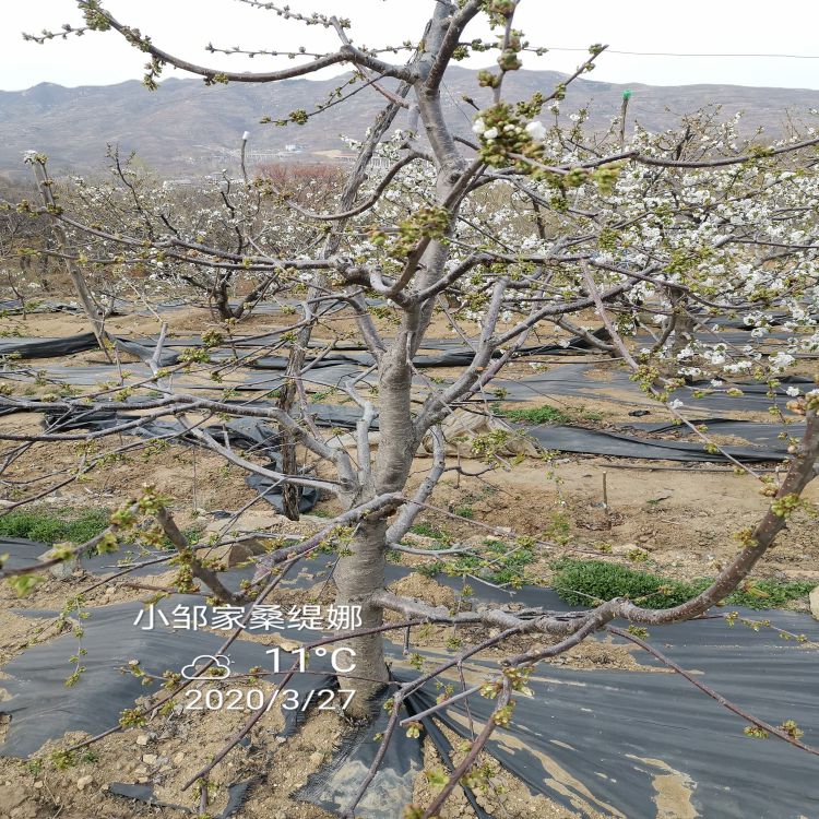 美早大樱桃苗种植基地早熟新品种