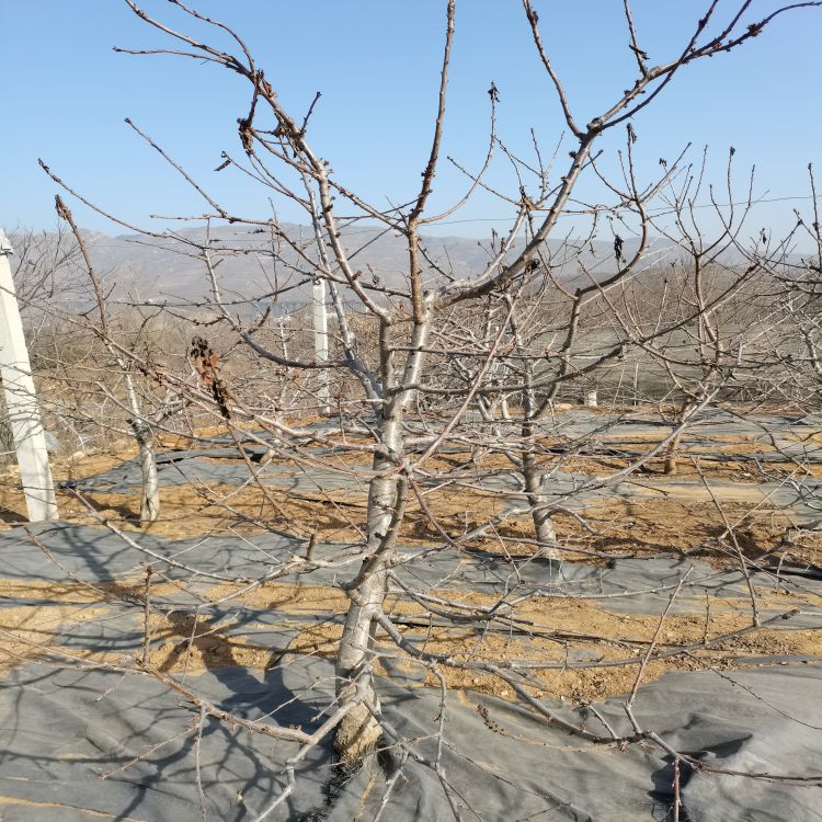 大红灯大樱桃树苗几月份种植羽腾樱桃苗供应
