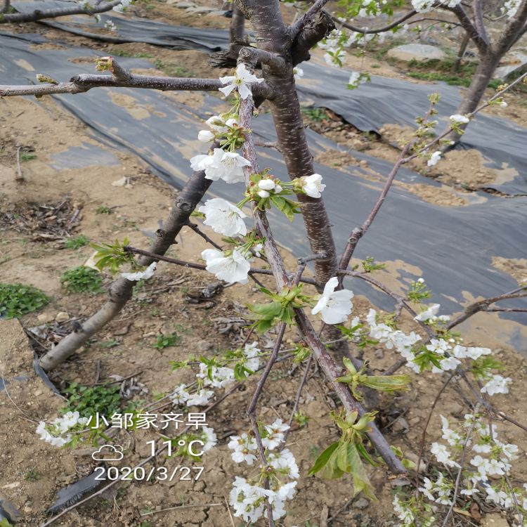 早干阳大樱桃树苗几年结果樱桃苗新品种