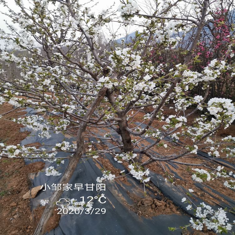 萨米脱樱桃苗批发羽腾樱桃苗圃
