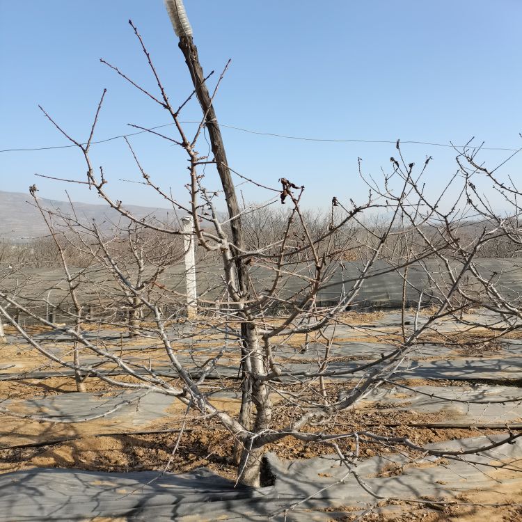 车厘子樱桃苗种植与管理樱桃苗新品种
