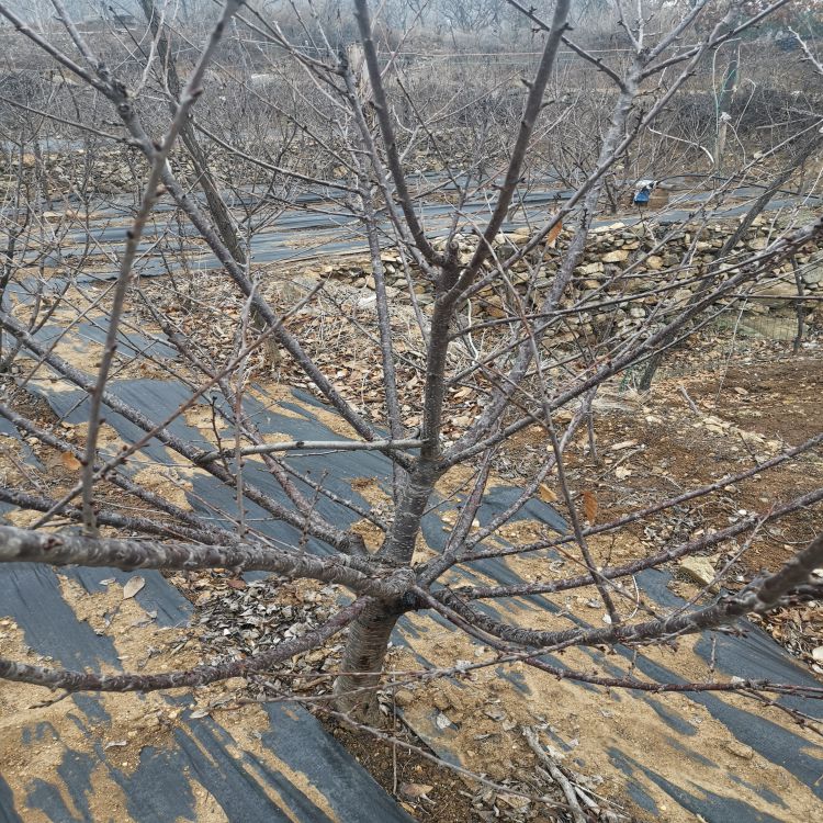 樱桃苗多少钱一棵羽腾樱桃苗厂家