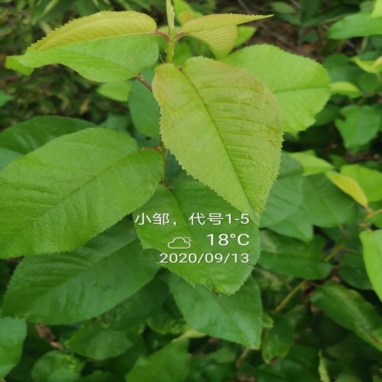 先锋大樱桃树苗几月份种植早熟新品种