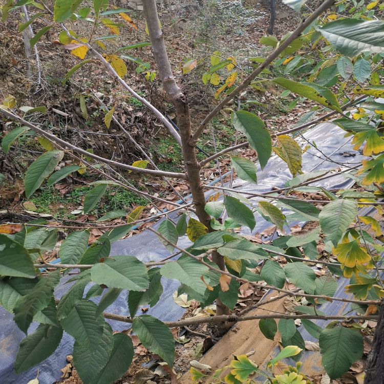 鲁樱三号大樱桃树苗几月份种植早熟新品种
