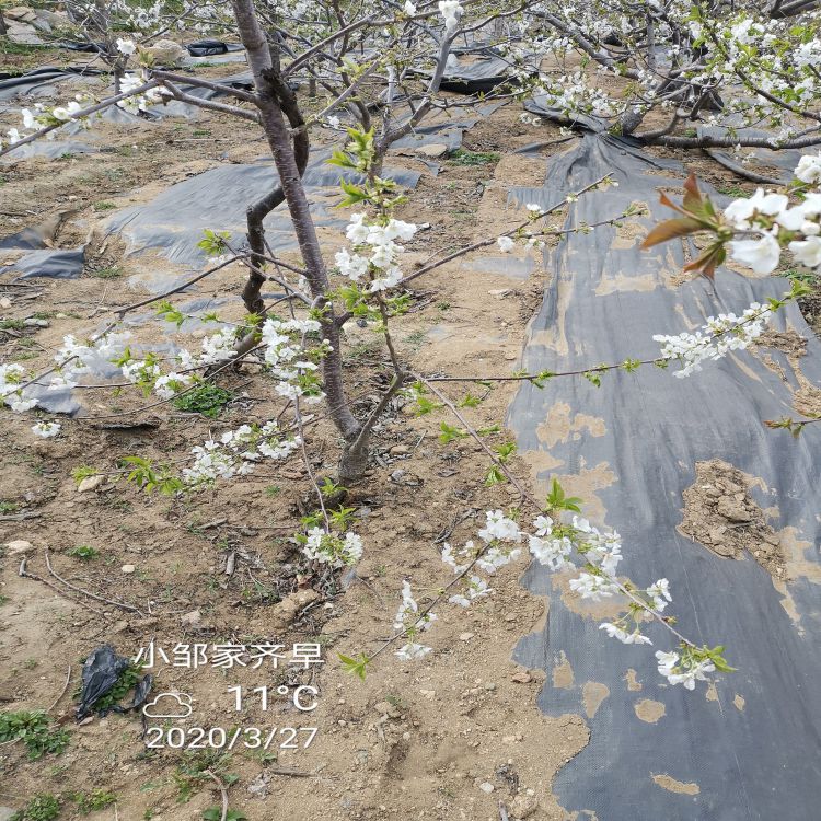 白玉樱桃苗多少钱一棵樱桃苗新品种