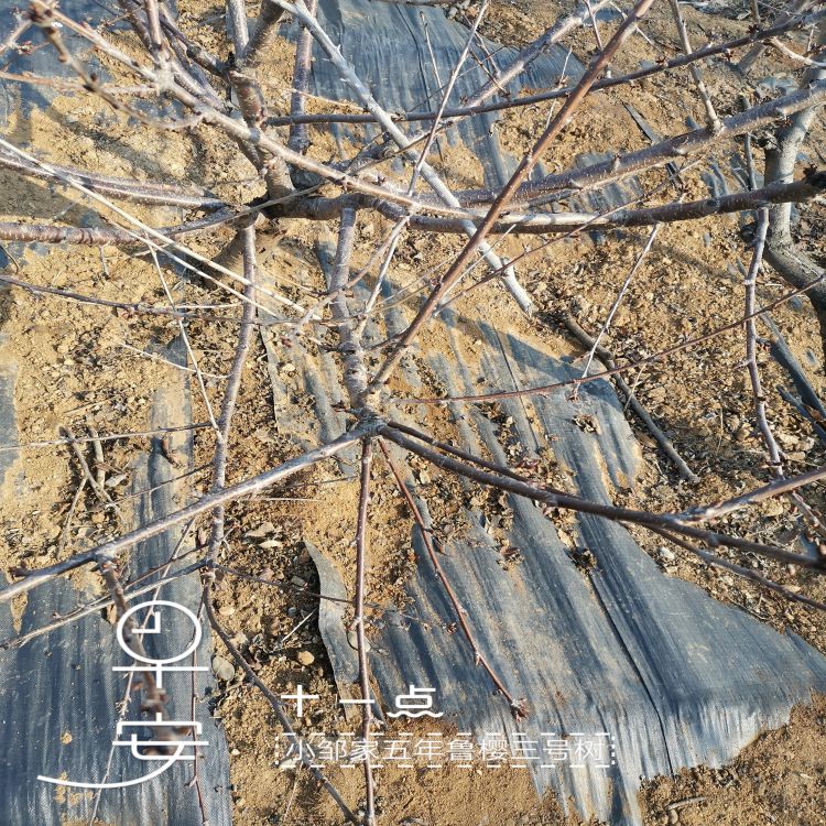 大红灯樱桃苗种植与管理羽腾樱桃苗种植基地