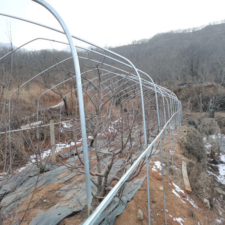 美早大樱桃苗种植与管理羽腾樱桃苗种植基地